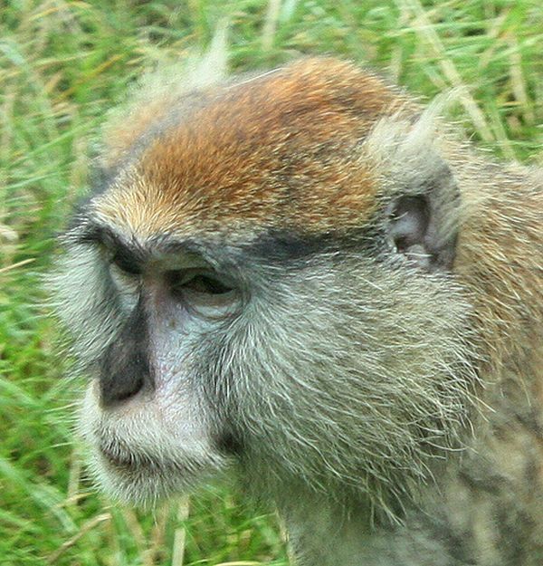 monkey with mohawk
