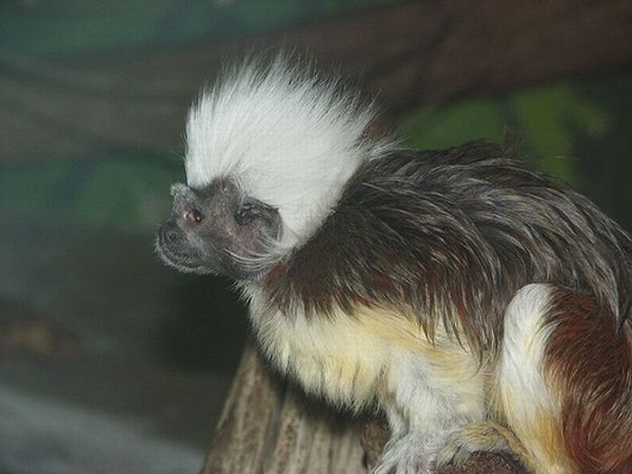 monkey with mohawk