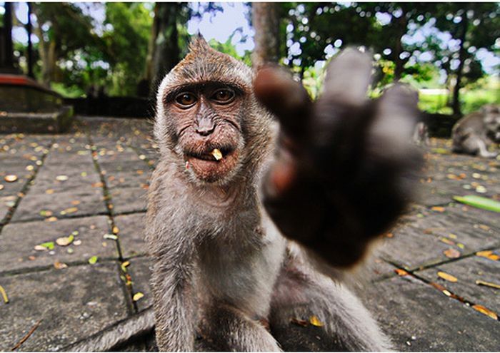 monkey with mohawk