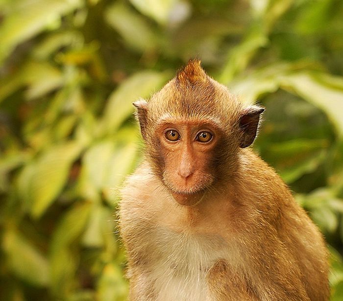 monkey with mohawk