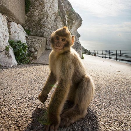 monkey with mohawk