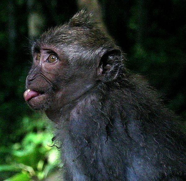 monkey with mohawk