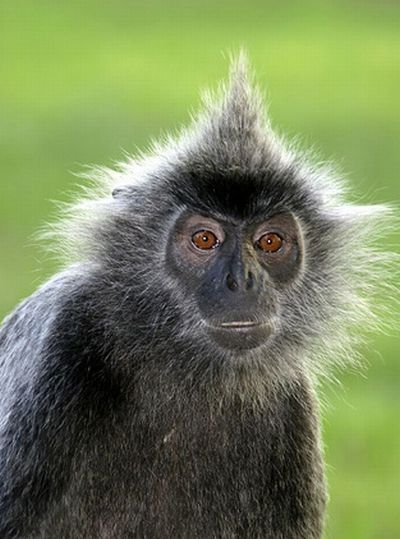 monkey with mohawk