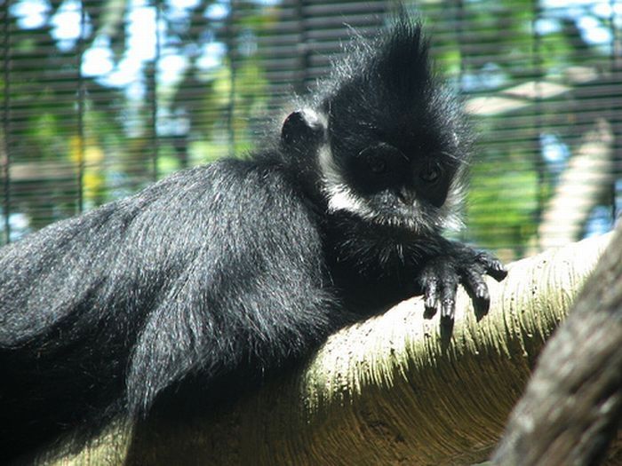 monkey with mohawk