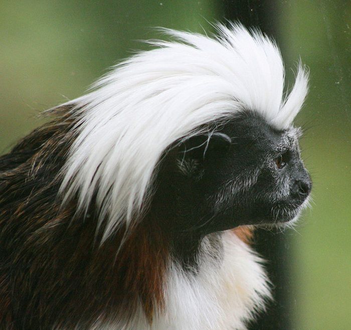 monkey with mohawk