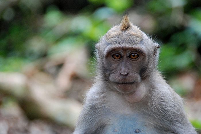 monkey with mohawk