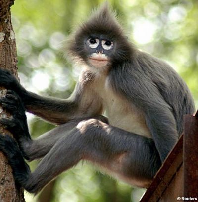 monkey with mohawk