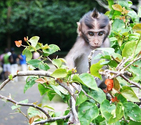 monkey with mohawk