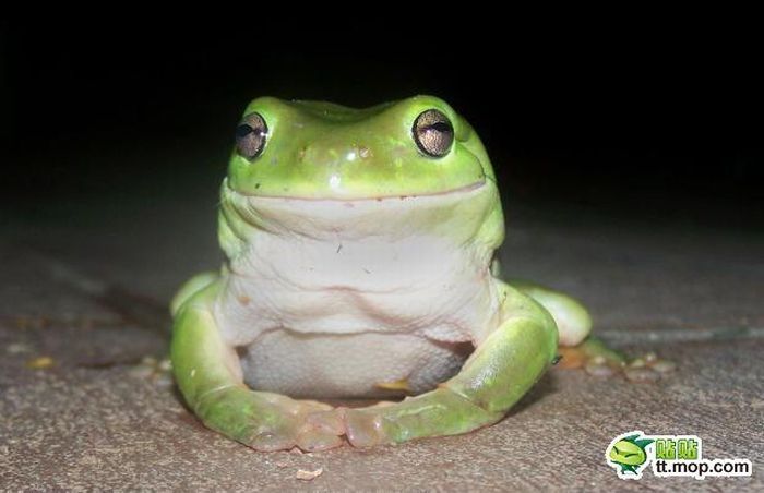 the green trea frog