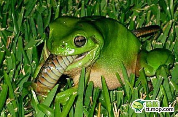 the green trea frog