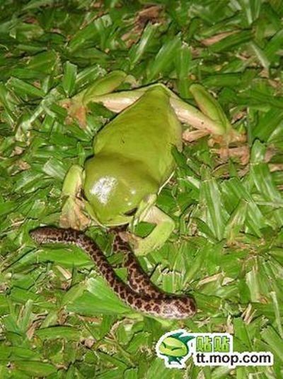 the green trea frog