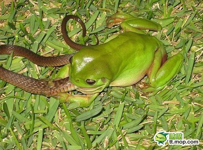 the green trea frog