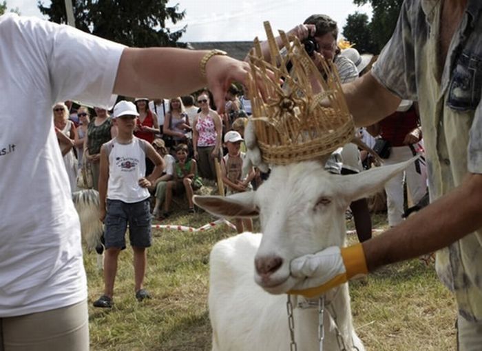 Goat beauty contest, Lithuania