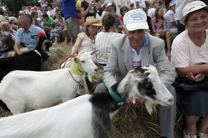 Goat beauty contest, Lithuania