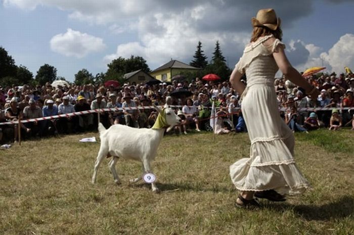Goat beauty contest, Lithuania