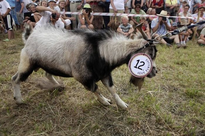 Goat beauty contest, Lithuania