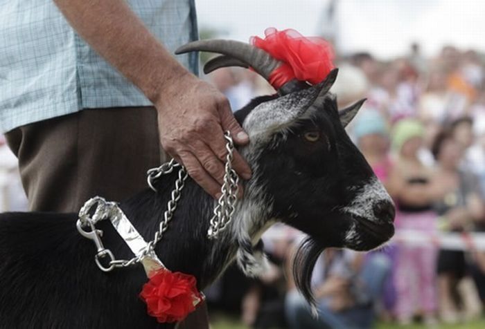 Goat beauty contest, Lithuania