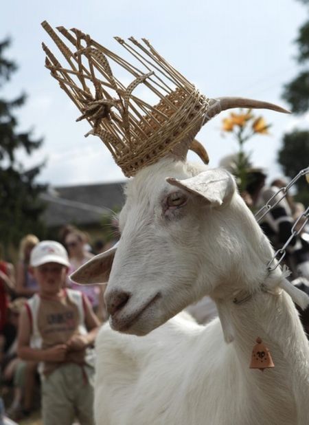 Goat beauty contest, Lithuania