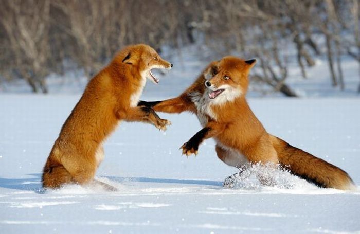 Foxes fighting 