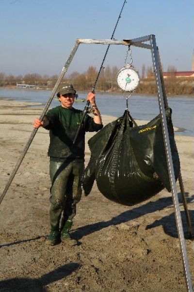 giant catfish