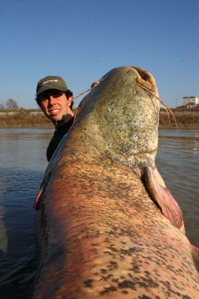 giant catfish