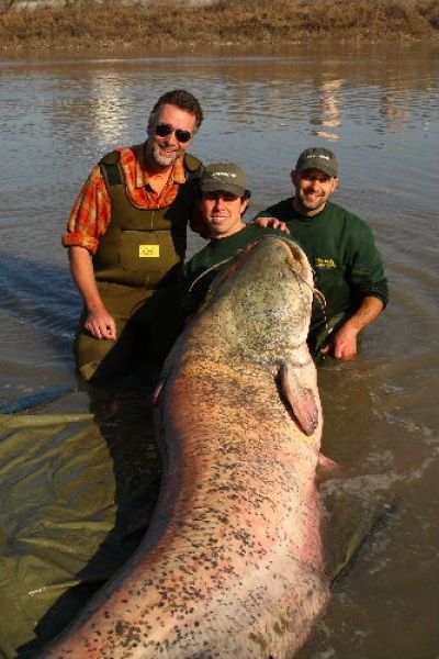 giant catfish