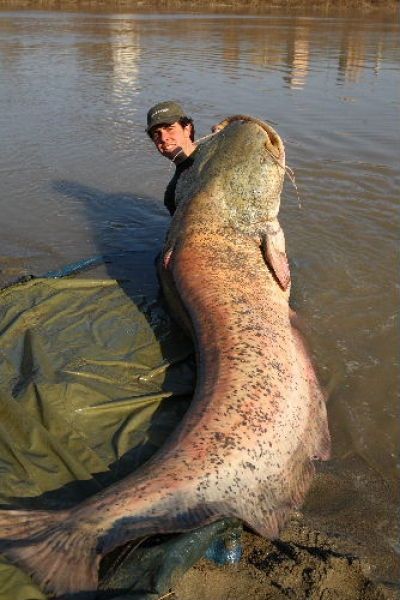 giant catfish