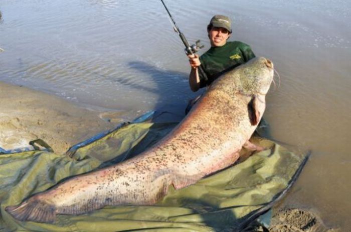 giant catfish