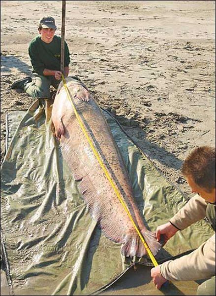 giant catfish