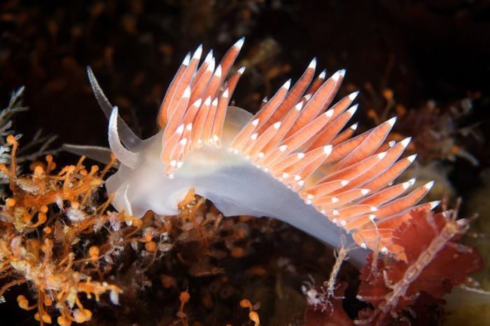 Underwater life, White Sea