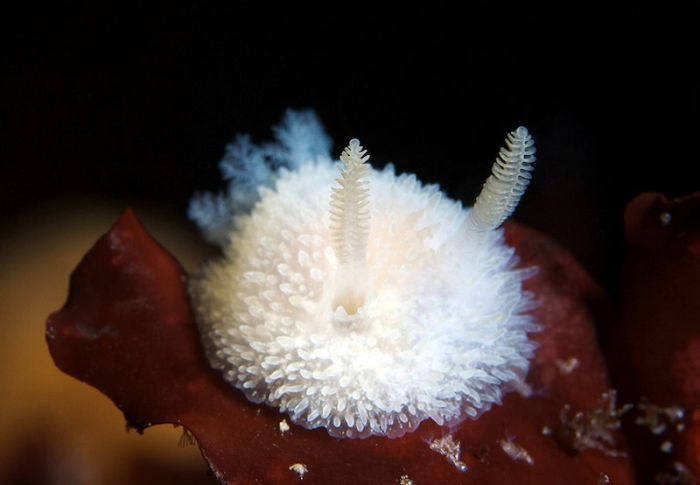 Underwater life, White Sea