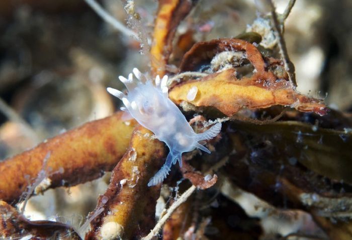 Underwater life, White Sea