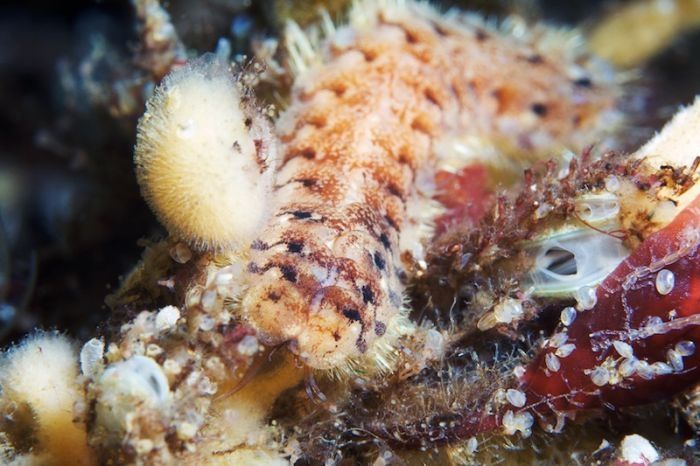 Underwater life, White Sea