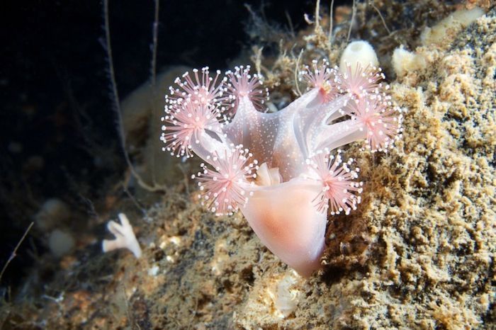 Underwater life, White Sea