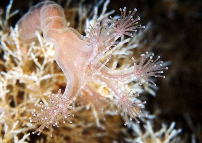 Underwater life, White Sea