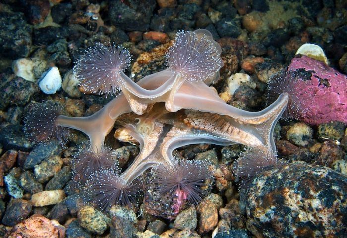 Underwater life, White Sea