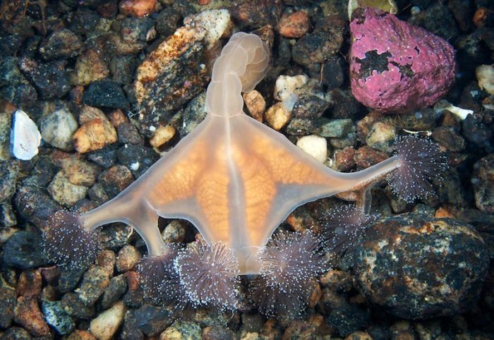 Underwater life, White Sea