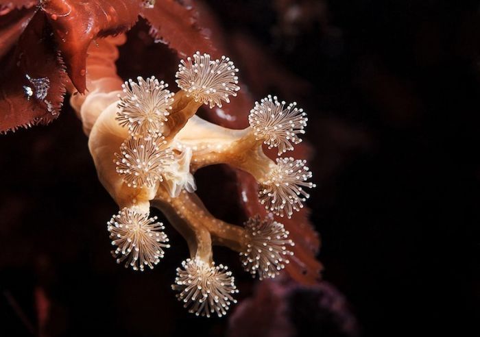 Underwater life, White Sea