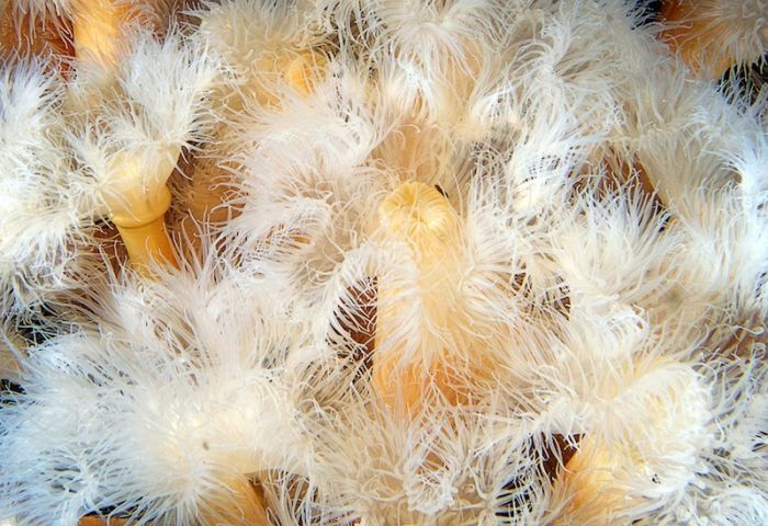 Underwater life, White Sea