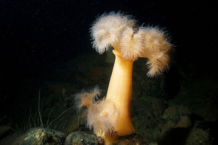 Underwater life, White Sea