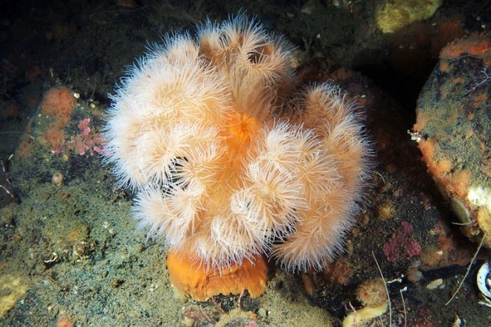 Underwater life, White Sea