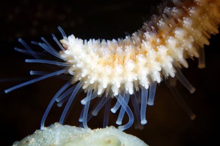 Underwater life, White Sea