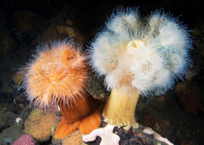 Underwater life, White Sea