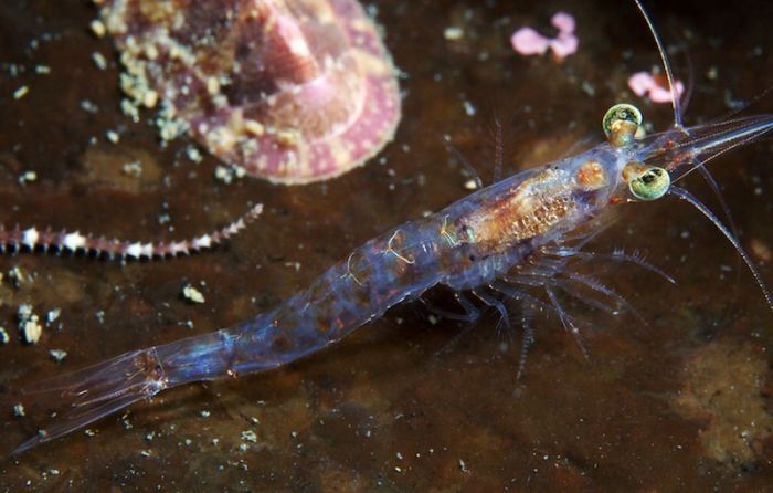 Underwater life, White Sea