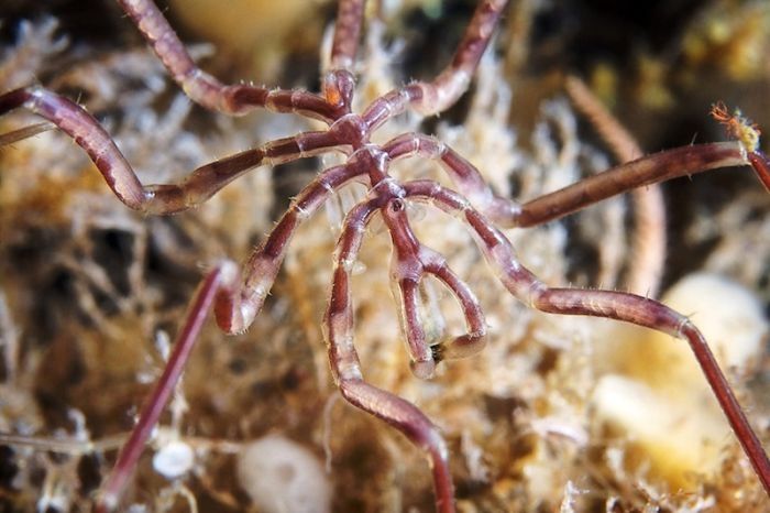 Underwater life, White Sea