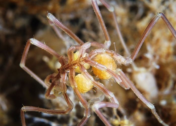 Underwater life, White Sea