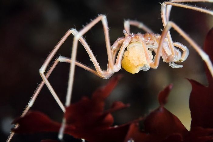 Underwater life, White Sea