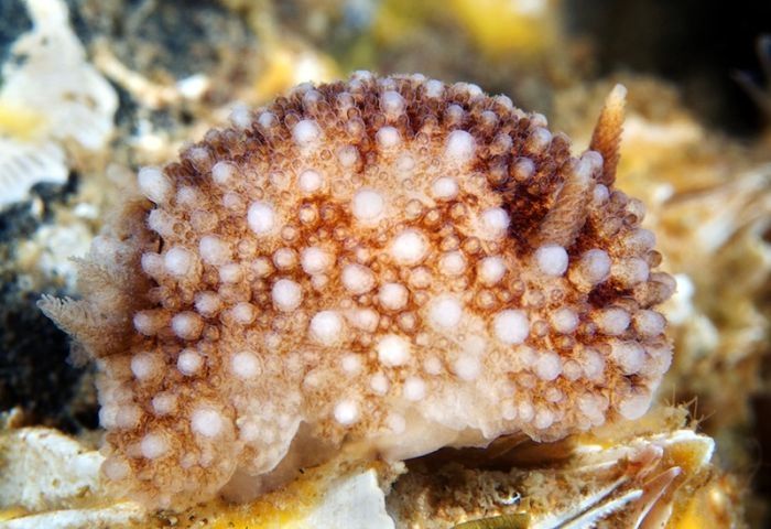 Underwater life, White Sea