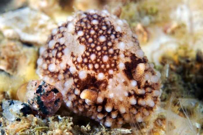 Underwater life, White Sea