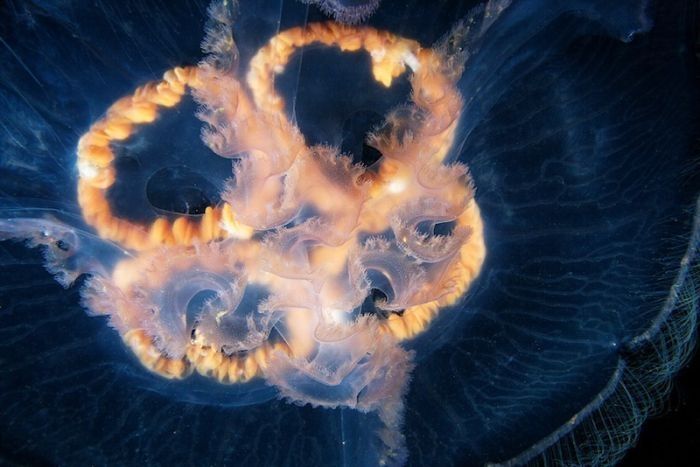 Underwater life, White Sea